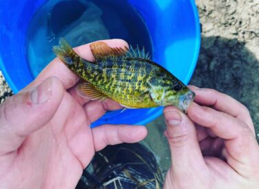 fish from Cedar Bayou environmental constraints analysis