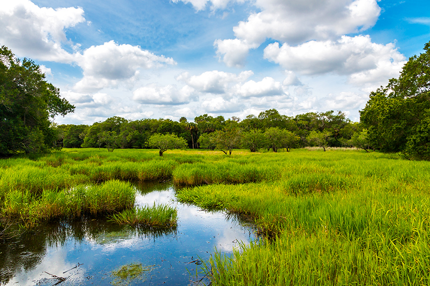 beautiful green wetland with cloudy blue sky