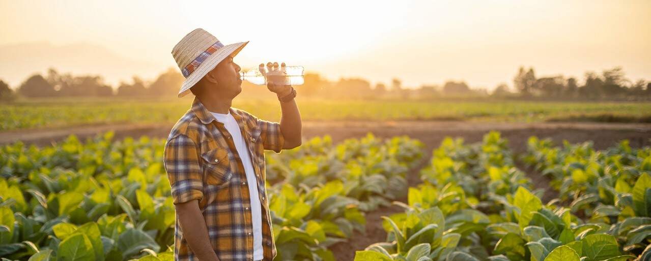 farmer in a hot field drinking water from a plastic water bottle at sunset