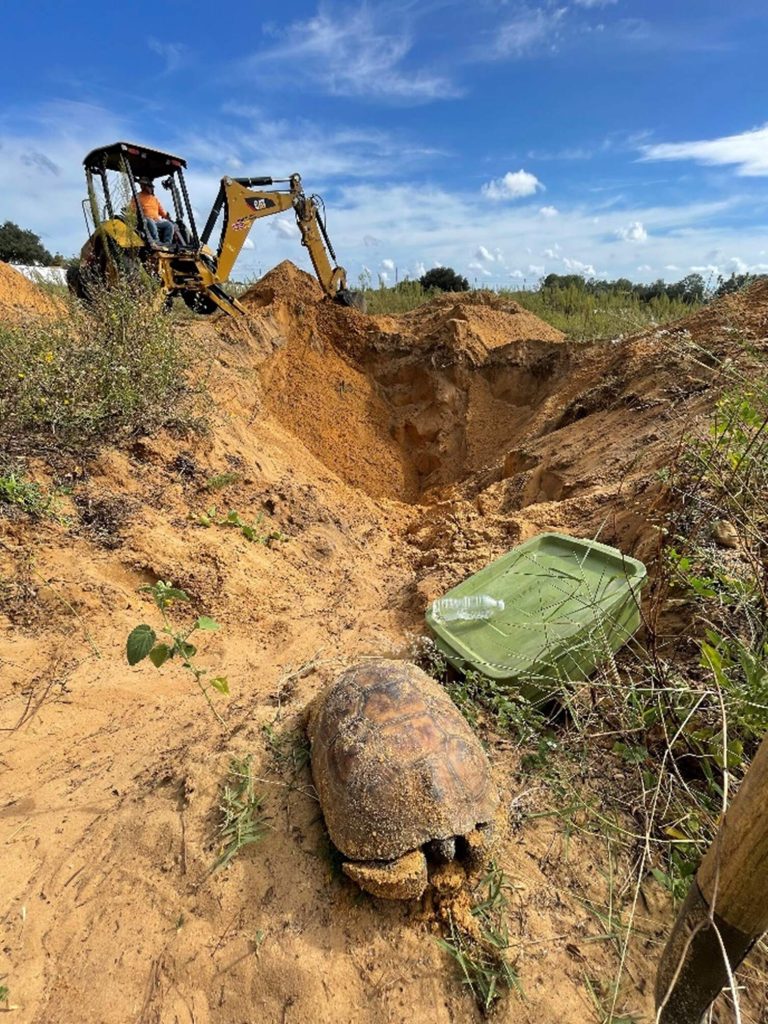 gopher tortoise relocation in a trench