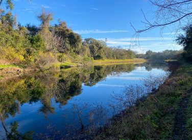 natural bank view of Hogans Creek in Jacksonville, FL